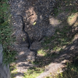 Morelia spilota mcdowelli at Bellingen, NSW - 1 Sep 2022 10:58 AM