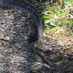 Morelia spilota mcdowelli at Bellingen, NSW - 1 Sep 2022