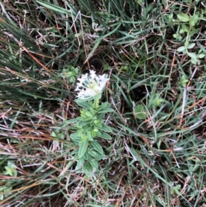 Pimelea linifolia subsp. linifolia at Emerald Beach, NSW - 4 Sep 2022