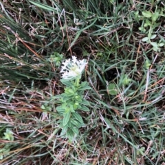Pimelea linifolia subsp. linifolia (TBC) at suppressed - 4 Sep 2022 by Topknot