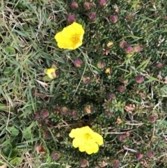 Hibbertia vestita (Hairy Guinea Flower) at Emerald Beach, NSW - 4 Sep 2022 by Topknot