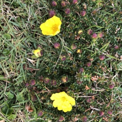 Hibbertia vestita (Hairy Guinea Flower) at Emerald Beach, NSW - 4 Sep 2022 by Topknot