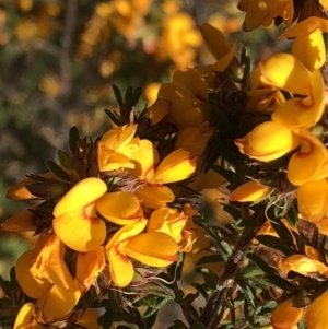 Pultenaea villosa at Barcoongere, NSW - 5 Sep 2022 01:12 PM