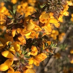 Pultenaea villosa at Barcoongere, NSW - 5 Sep 2022 01:12 PM