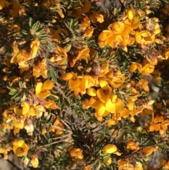 Pultenaea villosa at Barcoongere, NSW - 5 Sep 2022 01:12 PM