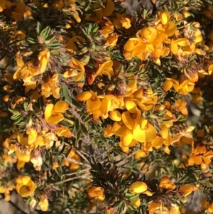 Pultenaea villosa at Barcoongere, NSW - 5 Sep 2022 01:12 PM