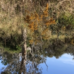 Pultenaea villosa at Barcoongere, NSW - 5 Sep 2022