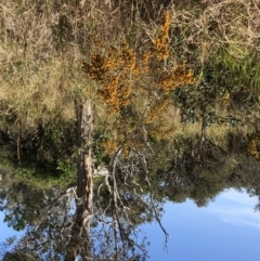 Pultenaea villosa at Barcoongere, NSW - 5 Sep 2022 01:12 PM