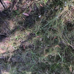 Wurmbea dioica subsp. dioica at Barcoongere, NSW - 5 Sep 2022