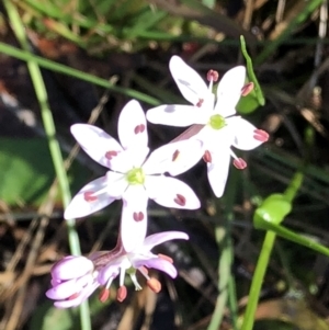 Wurmbea dioica subsp. dioica at Barcoongere, NSW - 5 Sep 2022