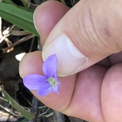 Viola sp. (Violet) at Yuraygir National Park - 4 Sep 2022 by Topknot