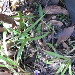 Viola sp. at Barcoongere, NSW - 5 Sep 2022 09:32 AM