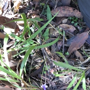 Viola sp. at Barcoongere, NSW - 5 Sep 2022