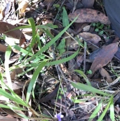 Viola sp. at Barcoongere, NSW - 5 Sep 2022