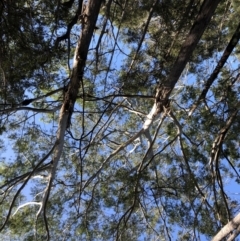 Eucalyptus pilularis (Blackbutt) at Barcoongere, NSW - 5 Sep 2022 by Topknot