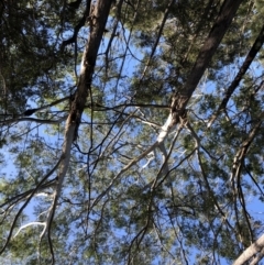 Unidentified Gum Tree (TBC) at Barcoongere, NSW - 4 Sep 2022 by Topknot