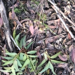 Eucalyptus pilularis at Barcoongere, NSW - 5 Sep 2022 09:38 AM