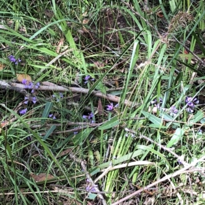 Hardenbergia violacea (False Sarsaparilla) at Yuraygir National Park - 5 Sep 2022 by Topknot