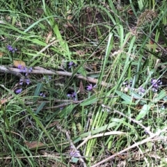 Hardenbergia violacea (False Sarsaparilla) at Barcoongere, NSW - 5 Sep 2022 by Topknot