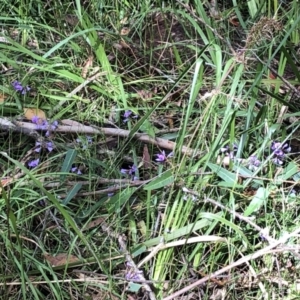 Hardenbergia violacea (TBC) at suppressed by Topknot