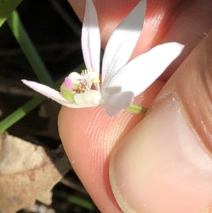 Caladenia sp. (TBC) at suppressed by Topknot