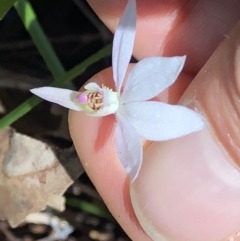 Caladenia catenata at Barcoongere, NSW - 5 Sep 2022