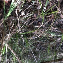 Caladenia catenata at Barcoongere, NSW - 5 Sep 2022