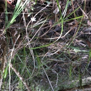 Caladenia catenata at Barcoongere, NSW - suppressed