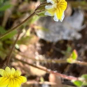 Goodenia pusilliflora at Fentons Creek, VIC - 7 Sep 2022