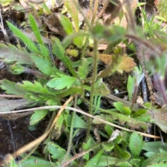 Goodenia pusilliflora at Fentons Creek, VIC - 7 Sep 2022