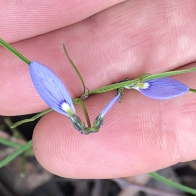 Hybanthus monopetalus (Slender Violet) at Upper Corindi, NSW - 30 Aug 2022 by Topknot