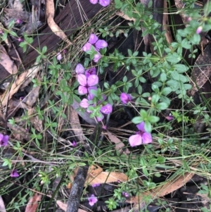 Tetratheca thymifolia at Upper Corindi, NSW - 30 Aug 2022