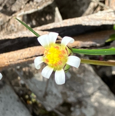 Brachyscome lineariloba (Hard-head Daisy) at Fentons Creek, VIC - 7 Sep 2022 by KL