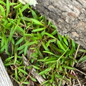 Calandrinia calyptrata at Fentons Creek, VIC - 7 Sep 2022