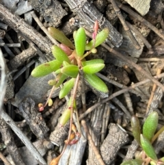 Calandrinia calyptrata at Fentons Creek, VIC - 7 Sep 2022