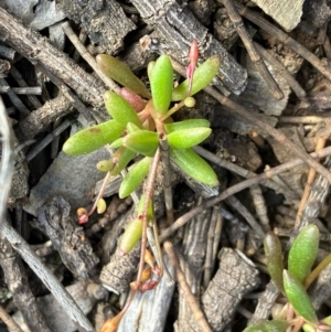 Calandrinia calyptrata at Fentons Creek, VIC - 7 Sep 2022