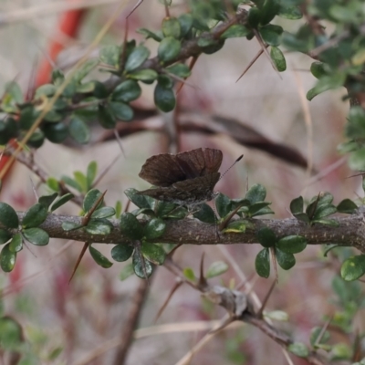 Paralucia crosbyi (Violet Copper Butterfly) at Rendezvous Creek, ACT - 7 Sep 2022 by RAllen