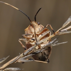 Poecilometis strigatus at Acton, ACT - 19 Aug 2022