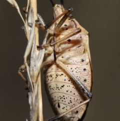 Poecilometis strigatus at Acton, ACT - 19 Aug 2022