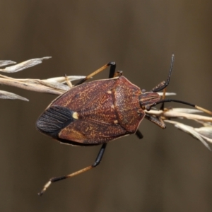 Poecilometis strigatus at Acton, ACT - 19 Aug 2022