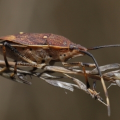 Poecilometis strigatus at Acton, ACT - 19 Aug 2022