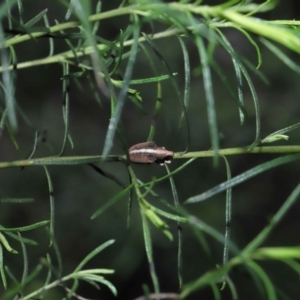 Gonipterus suturalis at Acton, ACT - 19 Aug 2022