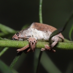 Gonipterus suturalis at Acton, ACT - 19 Aug 2022