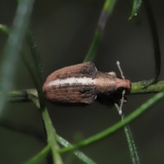 Gonipterus suturalis at Acton, ACT - 19 Aug 2022 12:12 PM