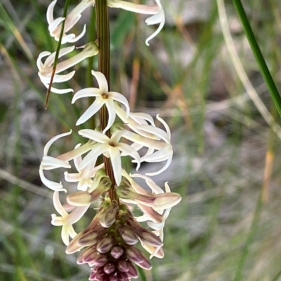 Stackhousia monogyna (Creamy Candles) at Suttons Dam - 5 Sep 2022 by KL