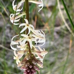 Stackhousia monogyna (Creamy Candles) at Fentons Creek, VIC - 5 Sep 2022 by KL