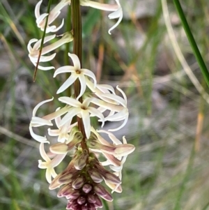 Stackhousia monogyna (Creamy Candles) at Fentons Creek, VIC by KL