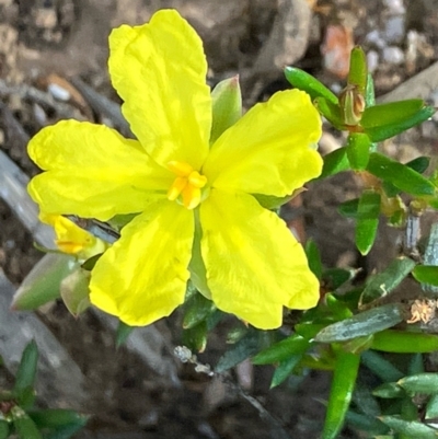 Hibbertia exutiacies (Spiky Guinea-flower) at Fentons Creek, VIC - 5 Sep 2022 by KL