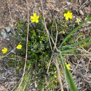 Hibbertia exutiacies at suppressed - suppressed