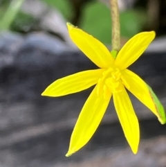 Tricoryne elatior (Yellow Rush Lily) at Fentons Creek, VIC - 7 Sep 2022 by KL